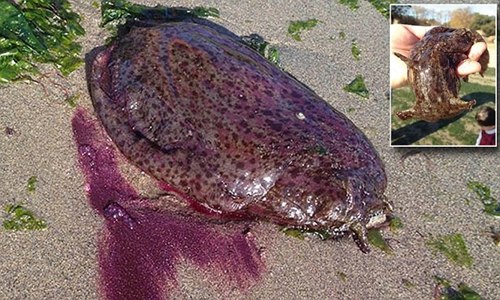 美海岸现巨型紫色软体生物被指似人体器官（图）