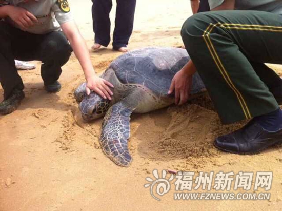 福清受伤大海龟误入渔网 伤愈后被放归大海(图)