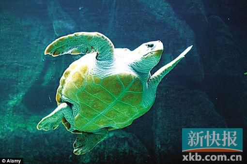 全球海洋物种种群过去40年减半