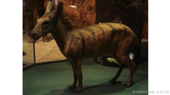 始祖马是一体形跟家猫大小差不多的马。