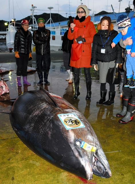 日本捕获417公斤重的金枪鱼 可做3000人份生鱼片