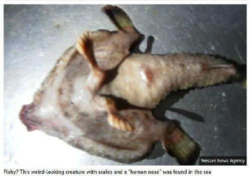 加勒比海现“人鼻双脚怪鱼” 能在海床行走(图)
