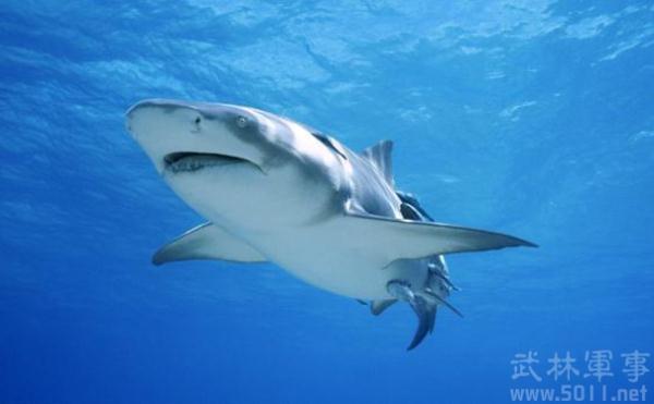 史前最凶猛的海洋生物巨<a  data-cke-saved-href=