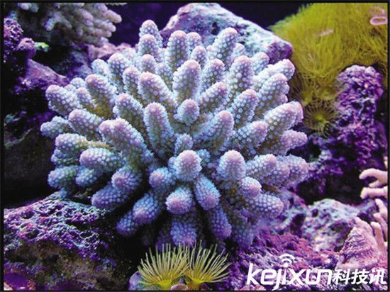 珊瑚将在本世纪末全部灭绝 海洋酸化导致