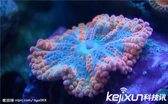 珊瑚将在本世纪末全部灭绝 海洋酸化导致