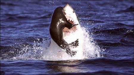 大白鲨正在猎食。