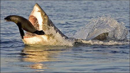 大白鲨正在猎食。
