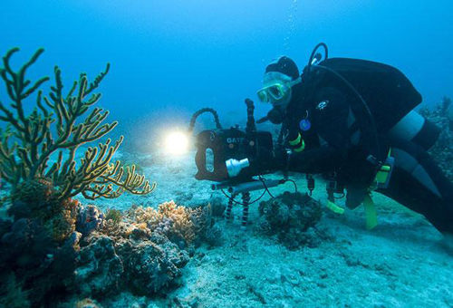 在大堡礁的两个岛屿之间，科学家发现了一些新品种的珊瑚