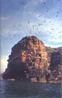 蛇岛海鸥群