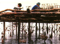 合浦珍珠贝养殖