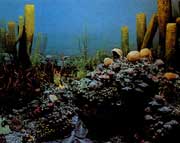 古代海洋动植物群落