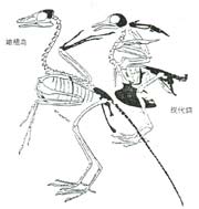 始祖鸟和现代各的骨骼比较