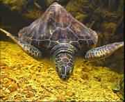 海龟产卵