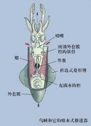 乌贼和它的喷水式推进器