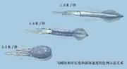 乌贼的相对长度和游泳速度的比例示意图