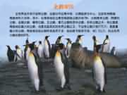 帝企鹅王