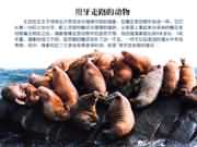 用牙齿走路的动物——海象