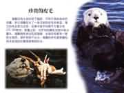 珍贵的皮毛
