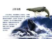 言传身教北海狮