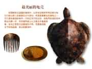 最美丽的龟壳