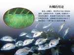 鱼鳞的用途