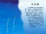 花园鳗