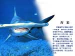 海狼——双髻鲨