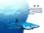 吃人鲨——蓝鲨
