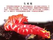 海兔a生殖链