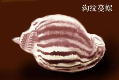 沟纹鬘螺