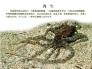章鱼