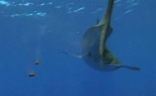 科学家拍到鲸鲨排泄过程罕见画面(组图)