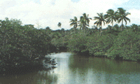 tree.GIF (19297 bytes)