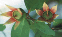 tree1.GIF (18704 bytes)