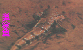 tanyu.GIF (17458 bytes)