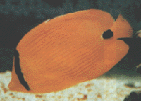 die.GIF (15595 bytes)