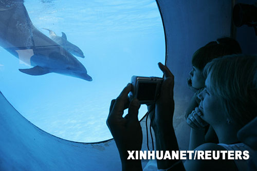 8月10日，在乌克兰黑海港口城市敖德萨的海豚馆，一名参观者用照相机拍摄与海豚妈妈利利娅（前）一同游泳的新生小海豚尼莫。尼莫是近10年来在这座海豚馆出生的第一位“新人”。 新华社/路透 