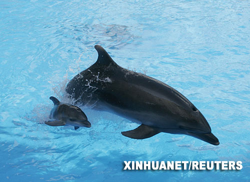 8月10日，在乌克兰黑海港口城市敖德萨的海豚馆，新出生的小海豚尼莫（左）与妈妈利利娅一同在水中畅游。尼莫是近10年来在这座海豚馆出生的第一位“新人”。 新华社/路透 