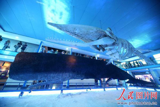世界最大抹香鲸标本在山东制作完成(图)
