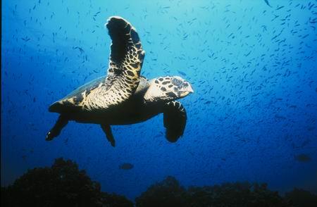 海洋里生存着8种海龟(组图)