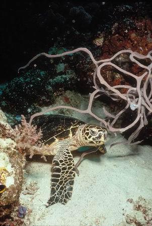 海洋里生存着8种海龟(组图)