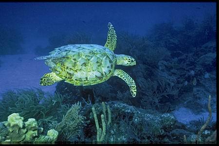 海洋里生存着8种海龟(组图)