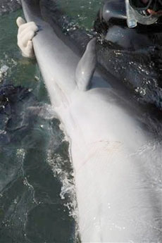 科技时代_日本发现返祖海豚 长有未进化完全的后腿