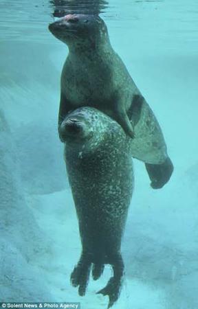 美国两只小海豹水中上演“舞动奇迹”(图)