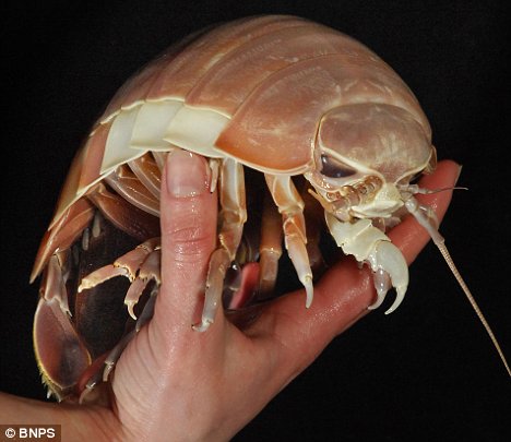 英国将对外展出30厘米长巨大“潮虫”