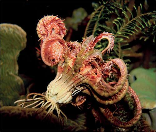 奇妙海洋生物照片：海百合