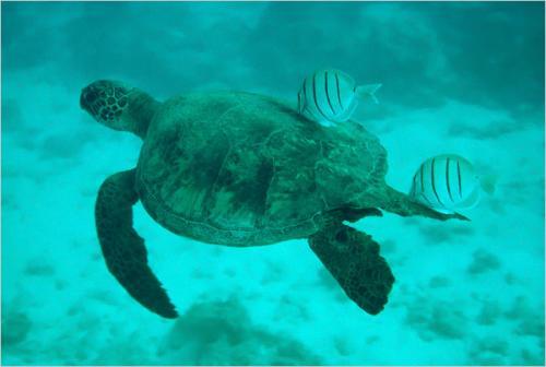 奇妙海洋生物照片：绿海龟
