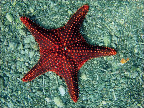 奇妙海洋生物照片:绿海龟