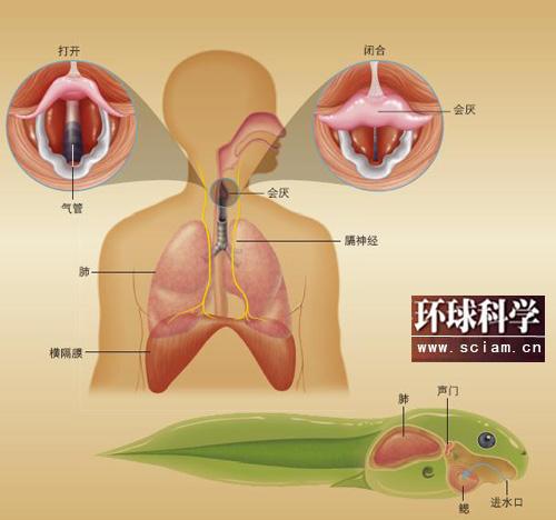 揭秘人为何会打嗝:鱼类祖先的进化遗产(图)