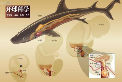 揭秘人为何会打嗝:鱼类祖先的进化遗产(图)